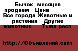 Бычок 6месяцев продаем › Цена ­ 20 000 - Все города Животные и растения » Другие животные   . Тыва респ.